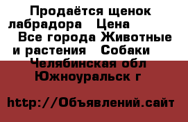 Продаётся щенок лабрадора › Цена ­ 30 000 - Все города Животные и растения » Собаки   . Челябинская обл.,Южноуральск г.